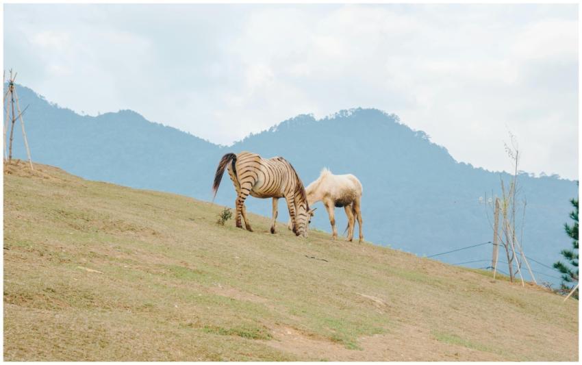 A serene landscape featuring a zebra and horse gra