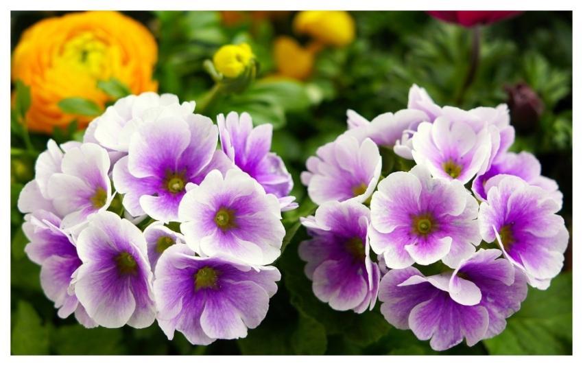 Primroses Nature Flower Spring