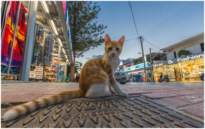 A tabby cat sits on a Greek street at twilight, su