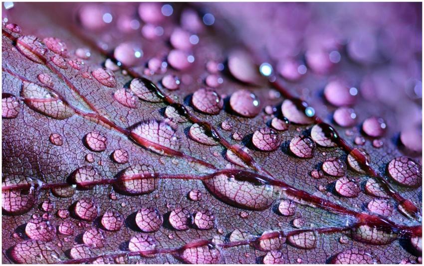 Vibrant close-up macro photograph showcasing viole