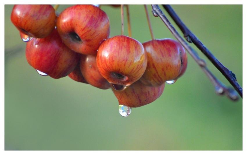 Apples Ornamental Apples Waterdrop Raindrop