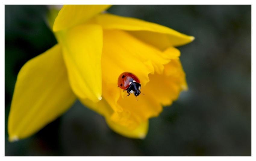 Easter Bell Daffodil Nature Spring