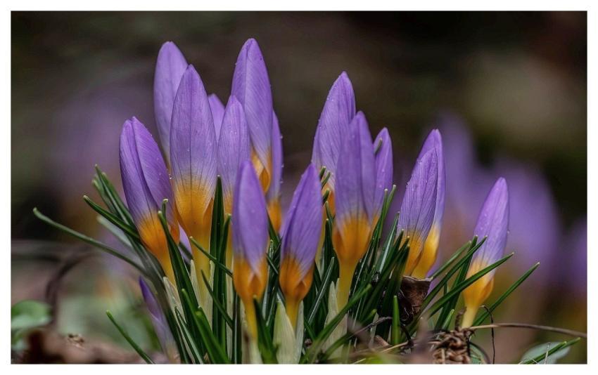 Crocus Spring Yellow Purple