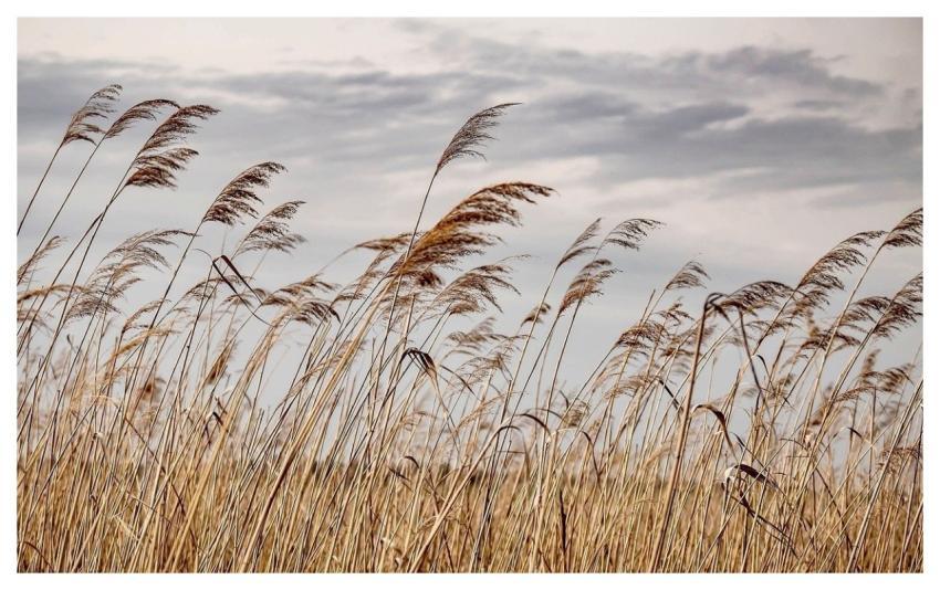 Reed Sky Background 4K Wallpaper Nature