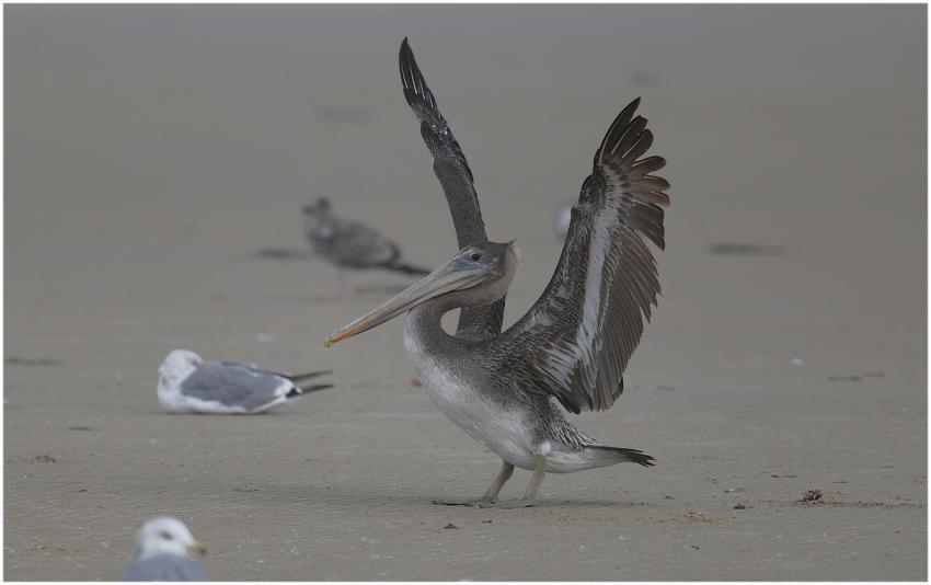 Brown Pelican Spreads Wings