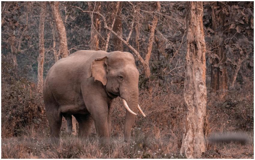 An Asian elephant wandering through a dense forest