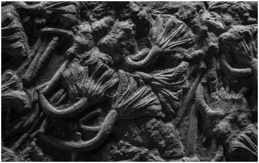 Close-up of ancient fossil textures captured in mo