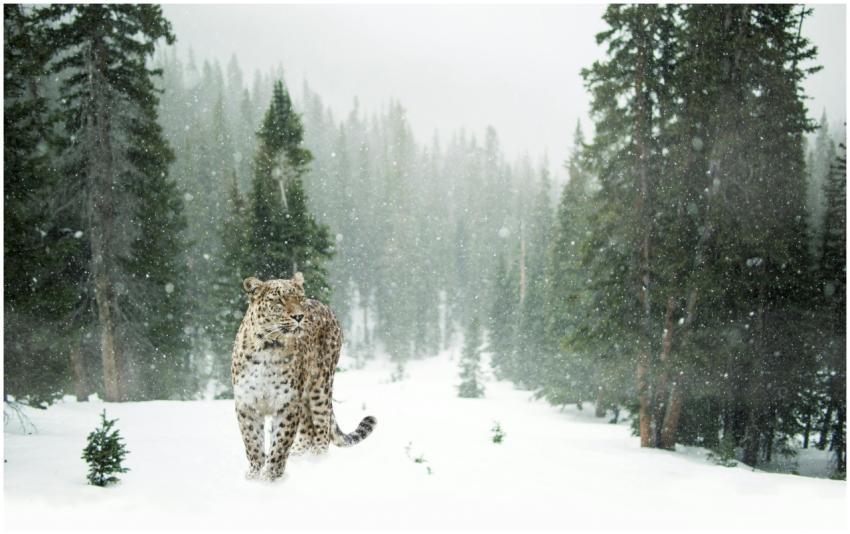 Snow leopard walking through a snowy evergreen for