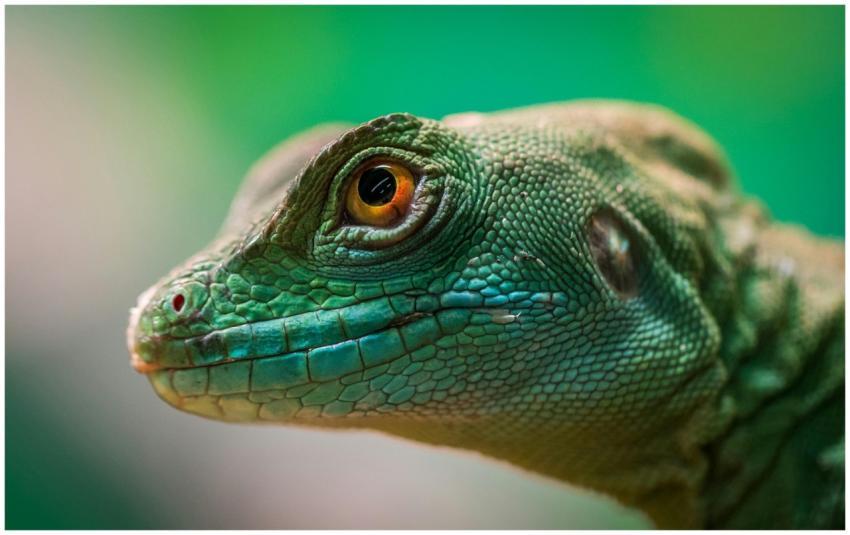 Detailed close-up of a vibrant green lizard showca