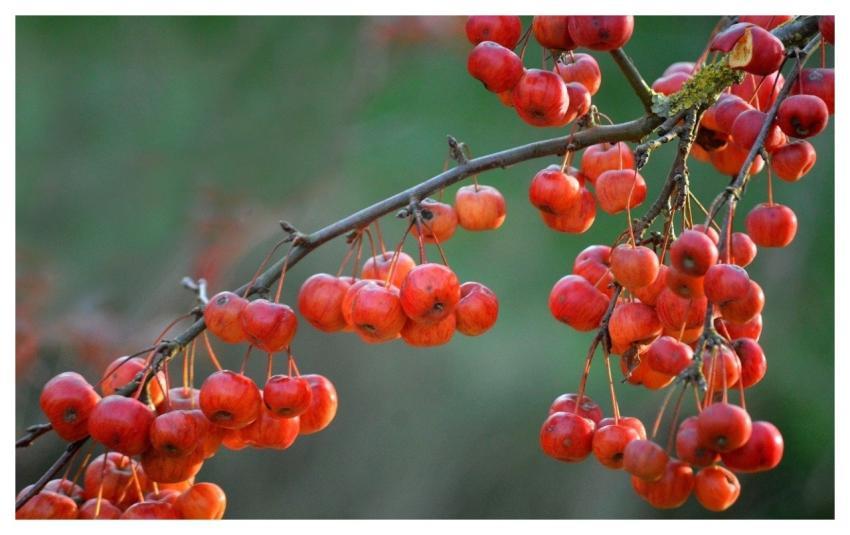 Wild Apple Red Apples Fruit