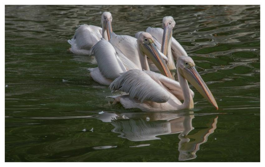 Pelicans Birds Animals Waterbirds