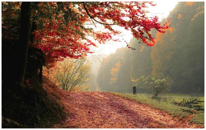 A scenic forest pathway surrounded by colorful map