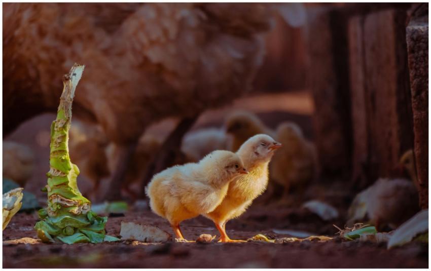 Adorable Chicks Farmyard Setting