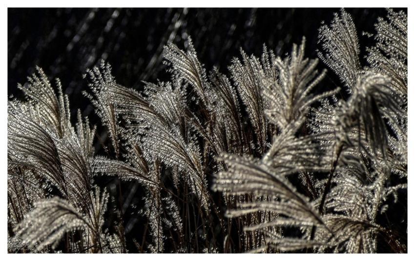 Reeds Grass Field Meadow