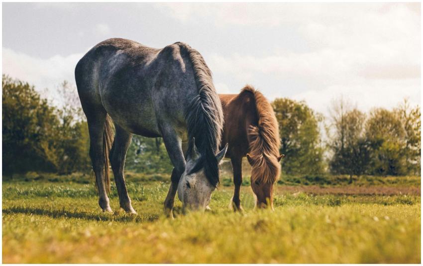 Two horses grazing in a scenic field in Poland, sh