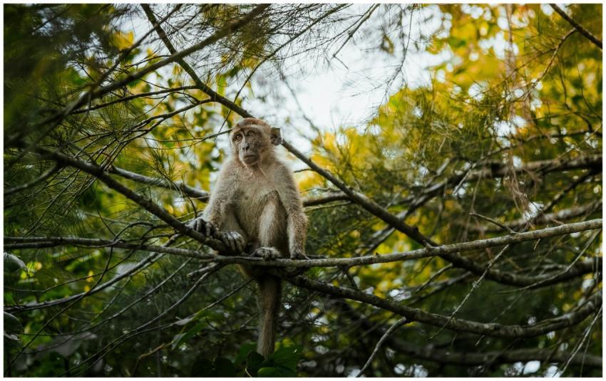 A macaque monkey perched on a tree in the lush jun