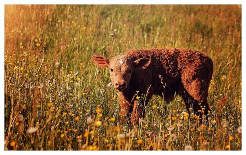 Calf Young Animal Livestock Cattle