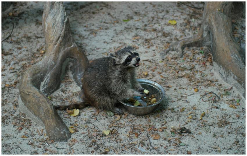 Adorable raccoon enjoying a meal outdoors among tr