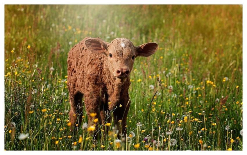 Calf Cow Brown Brown Calf