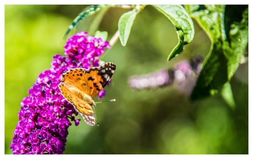 Butterfly Insect Nature Fauna