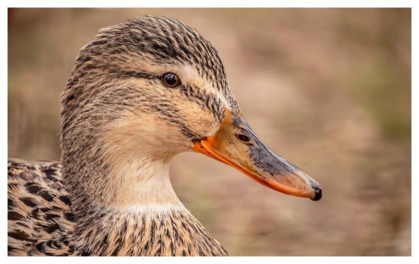 Duck Nature Bird Wildlife