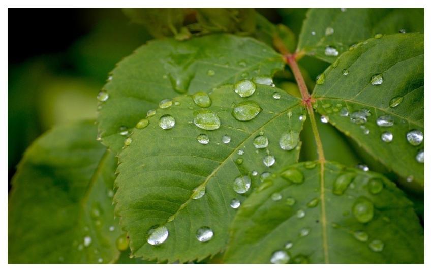 Leaves Leaf Veins Raindrop Water