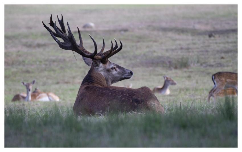 Deer Elk Nature Animal