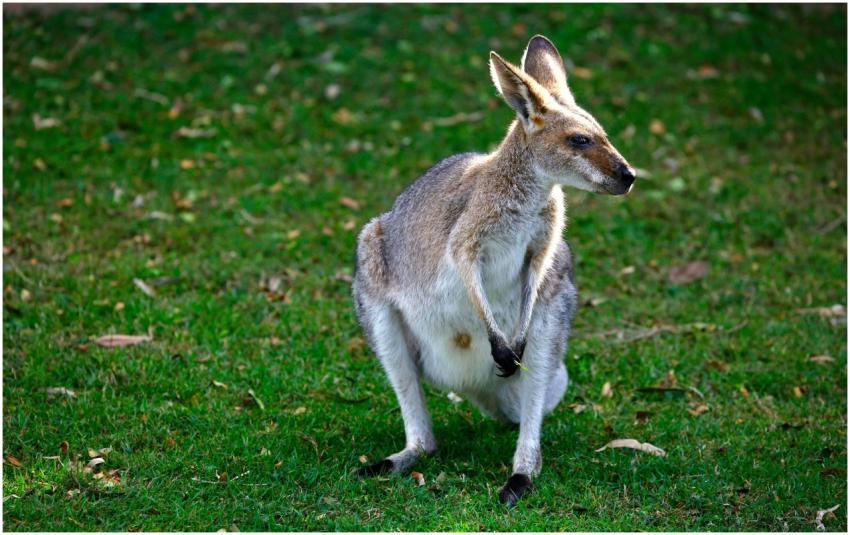 A close-up of a wallaby in its natural habitat, sh