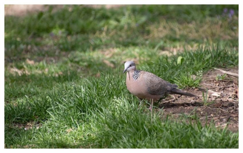 Spotted Dove Nature Dove Bird