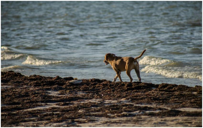A joyful dog walks along the sea at Progreso Beach