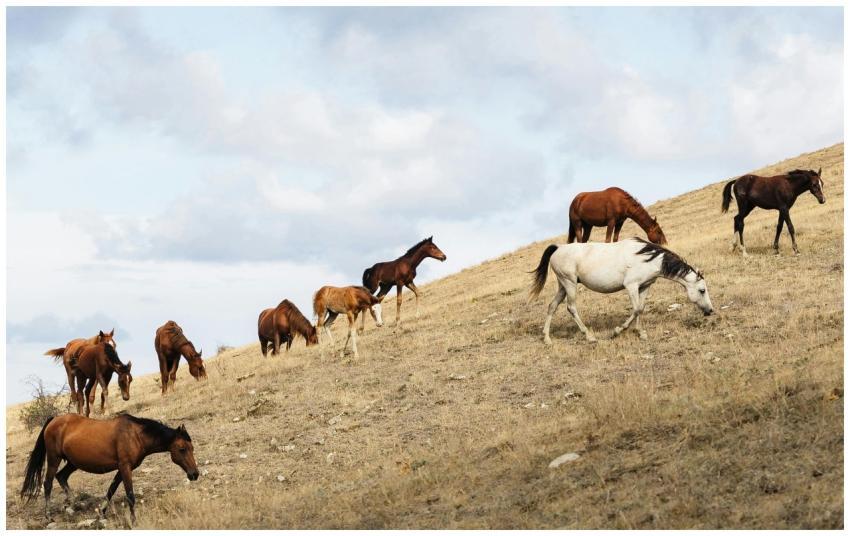 A herd of horses graze on a gently sloping grassla