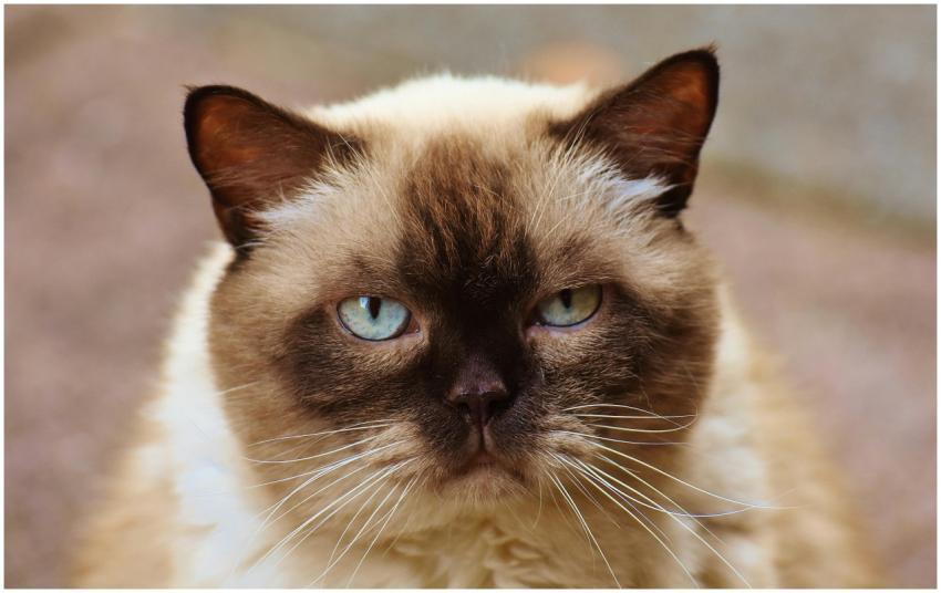 A detailed close-up portrait of a Siamese cat show