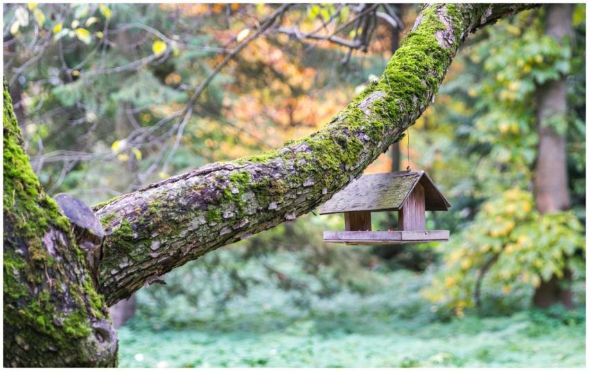 A wooden birdhouse hangs on a moss-covered tree br