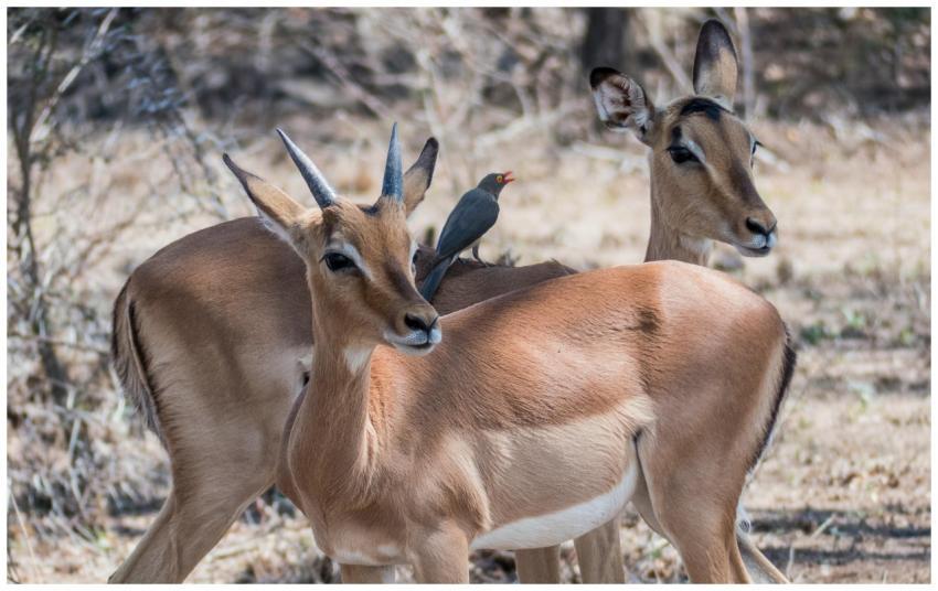 Close-up of impalas with a red-billed oxpecker in