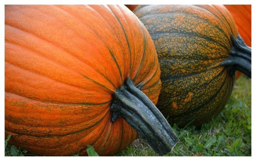 Pumpkins Fall Decoration Autumn Vegetables