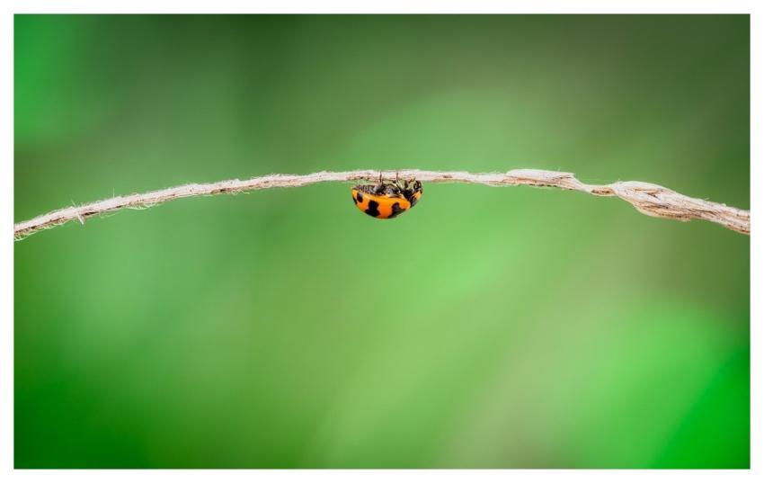 Ladybug Bug Insect Nature