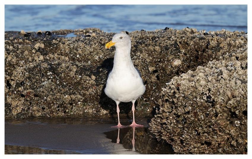 Seagull Bird Nature Animal