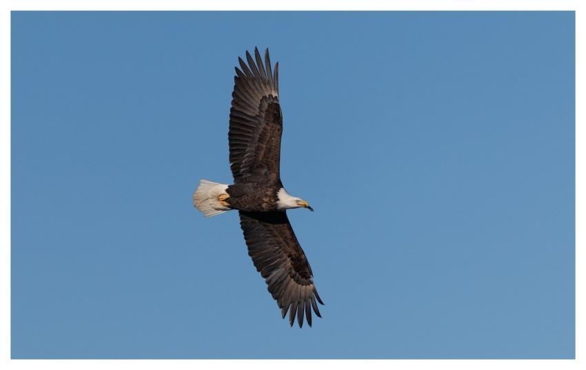 Eagle Wildlife Animal Nature