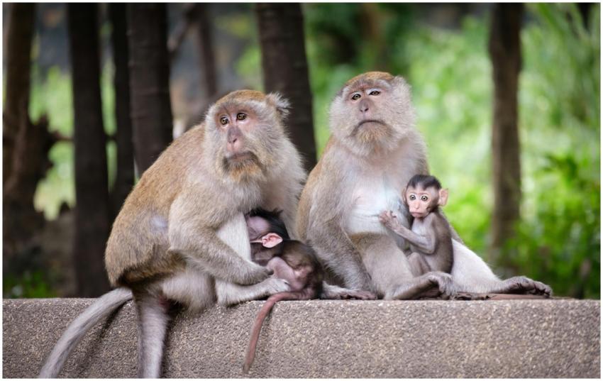 A family of macaques, including adults and babies,