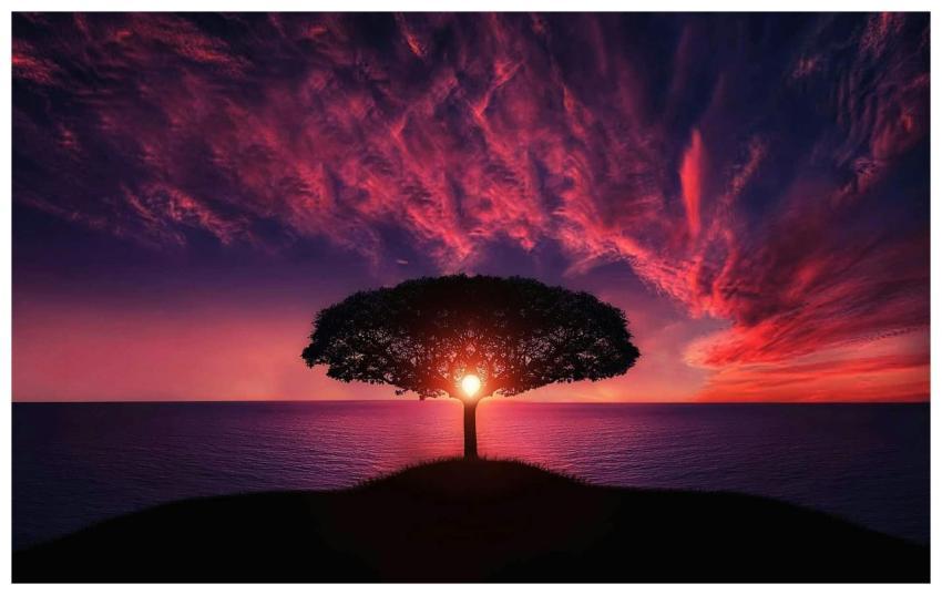 A beautiful silhouette of a tree against a vibrant