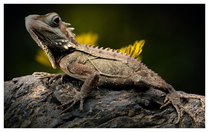 Lizard Reptile Forest Dragon Scaly