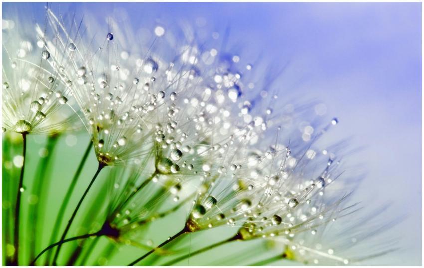 Beautiful macro shot of dandelion seeds with spark