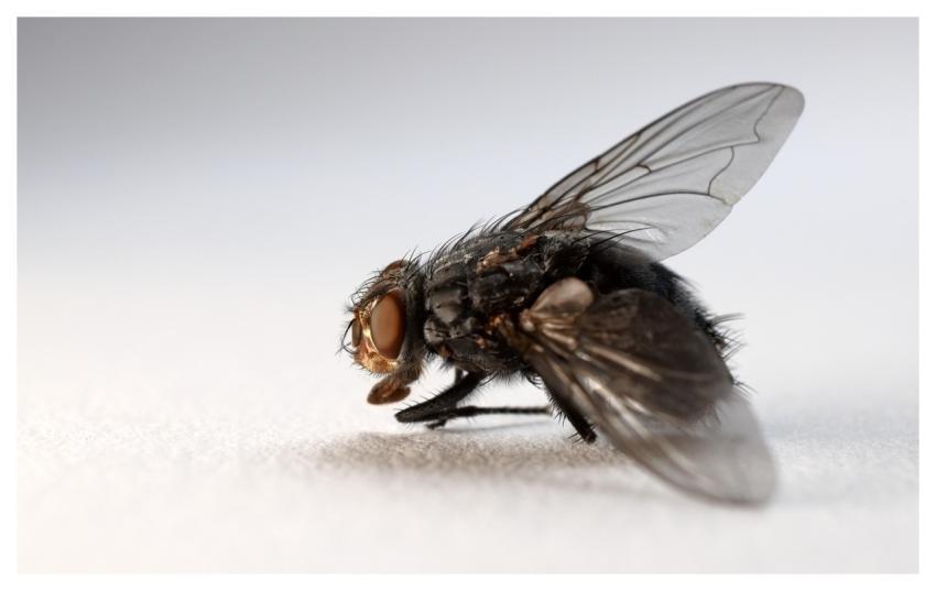 Flying Housefly Insect Animal