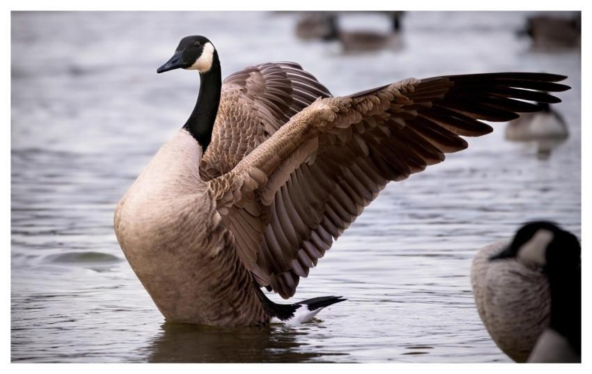 Canadian Goose Goose Bird Lake