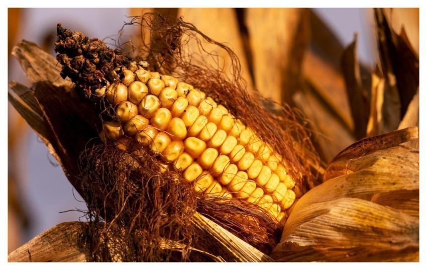 Corn Harvest Food Vegetable