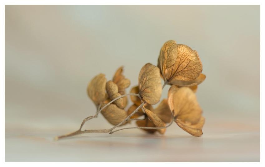 Hydrangea Blossom Bloom Transience