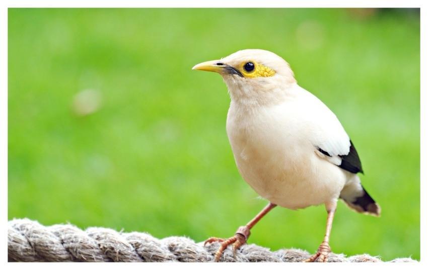 Bird Wildlife Animal White