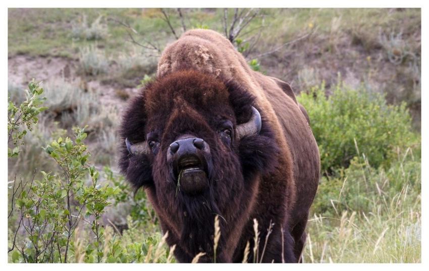 Bison Buffalo Horns Wild