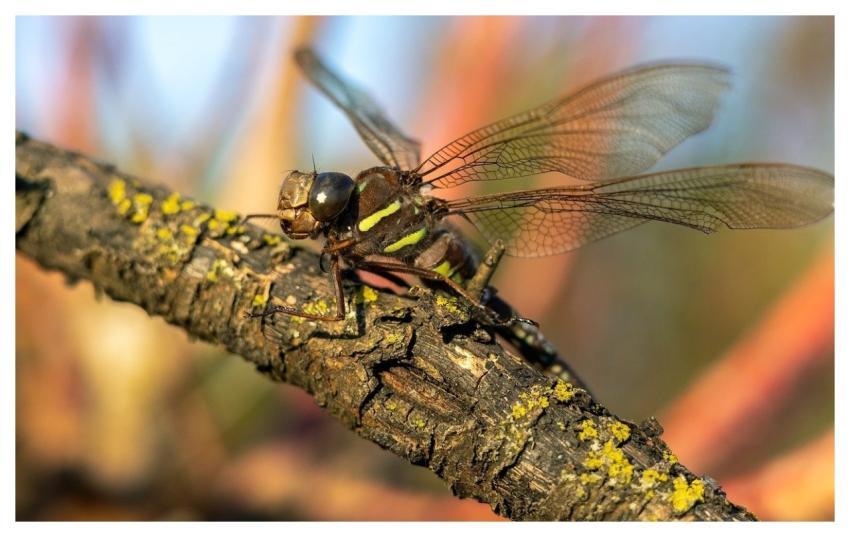Dragonfly Insect Nature Entomology