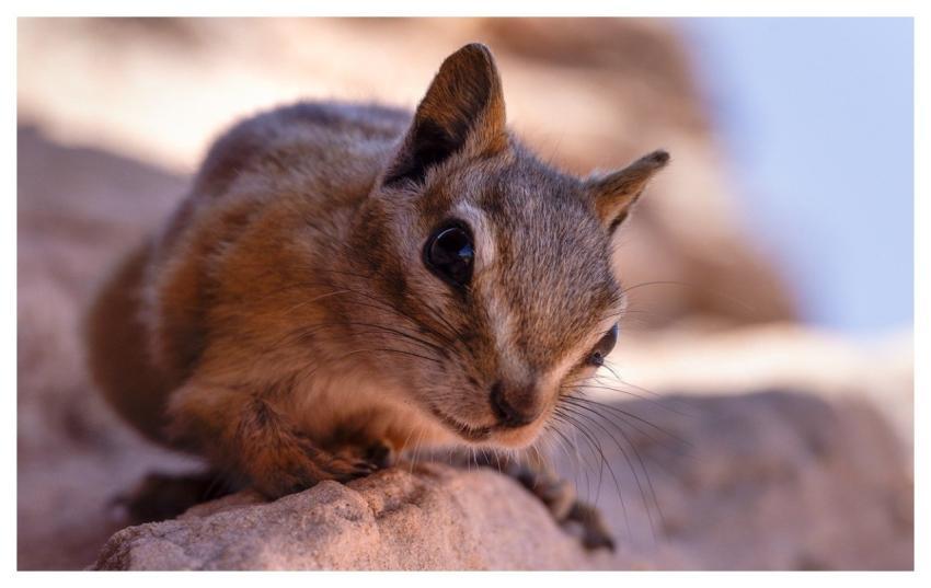 Rodent Wildlife Mouse Cute